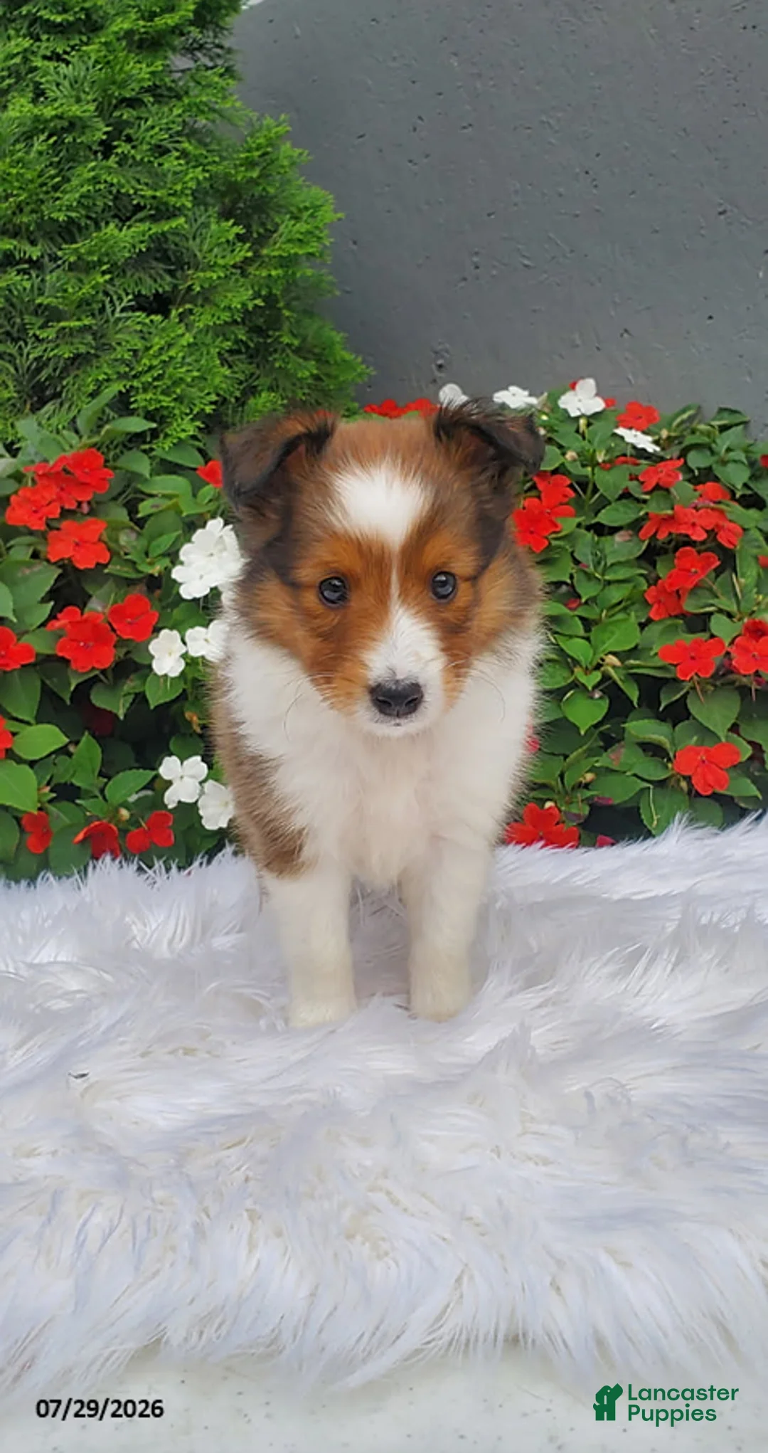 Shetland Sheepdog dogs for sale: Rose - Ad 3