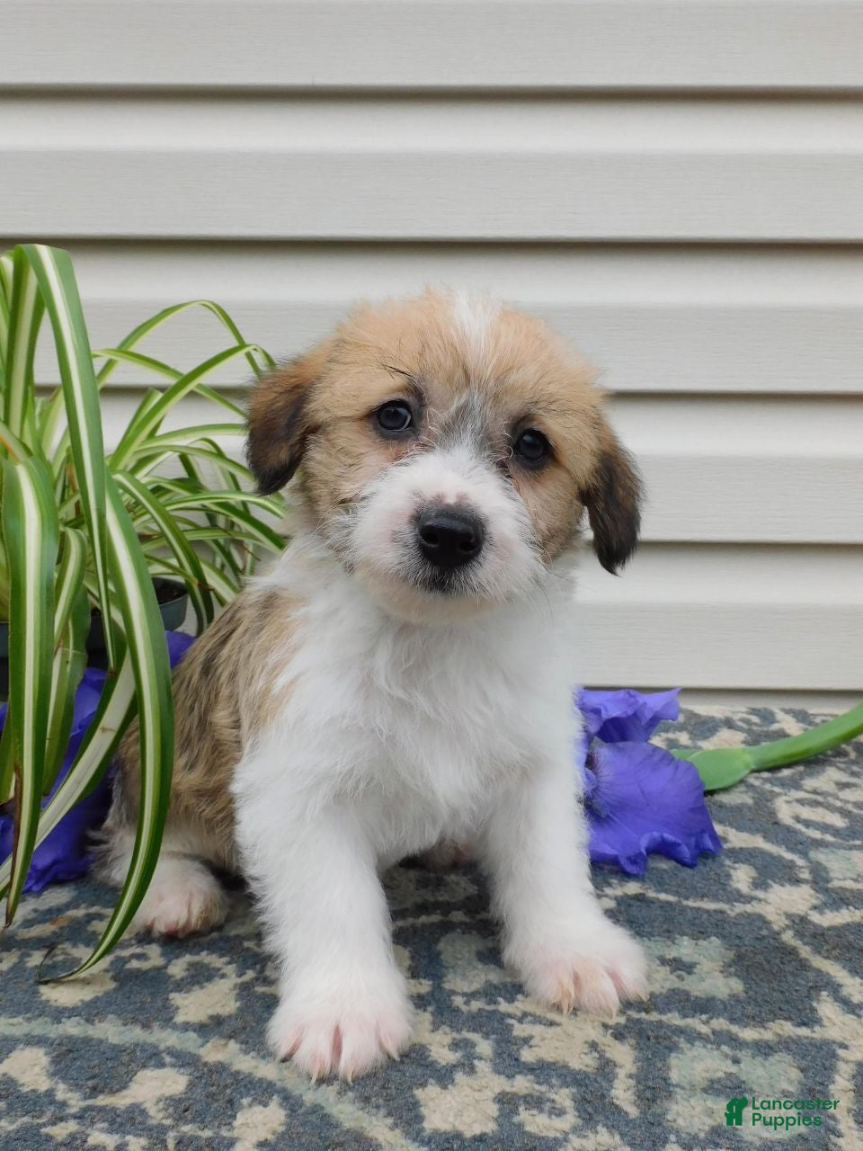 Corgipoo dogs Lacey  - Ad 2