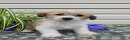 Corgipoo dogs for sale: Lacey  - Ad 2