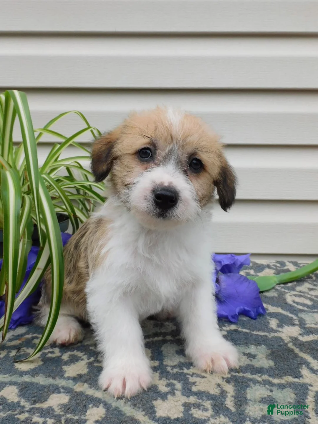 Corgipoo dogs for sale: Lacey  - Ad 2