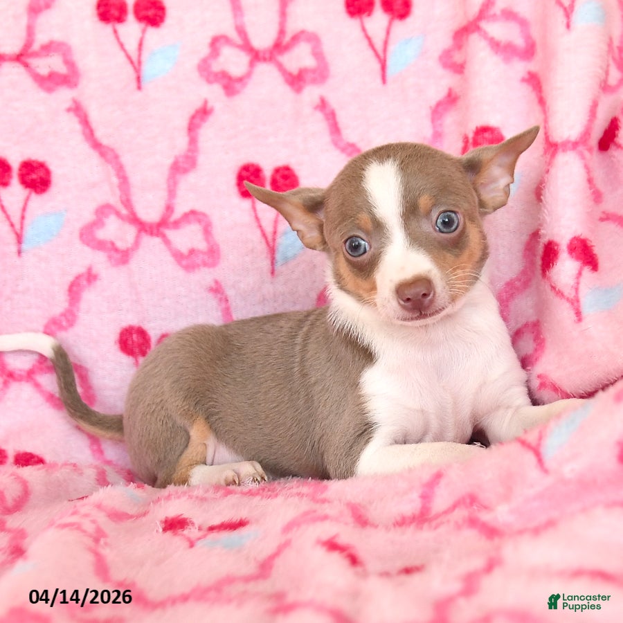 Chihuahua dogs Jasmine - Ad 2