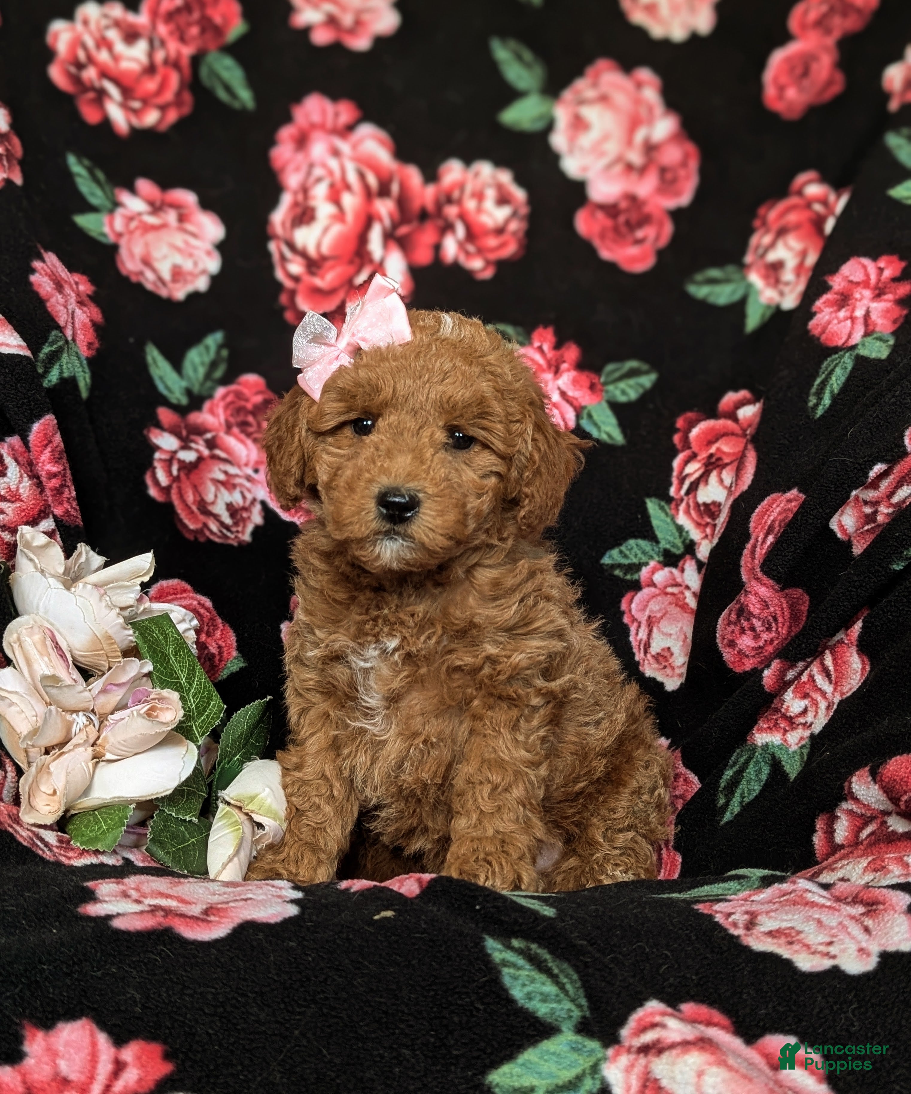 Mini Goldendoodle dogs for sale: Becca Hypoallergenic - Ad 4
