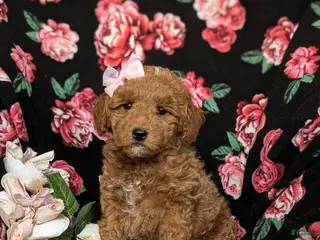 Mini Goldendoodle dogs for sale: Becca Hypoallergenic - Ad 4