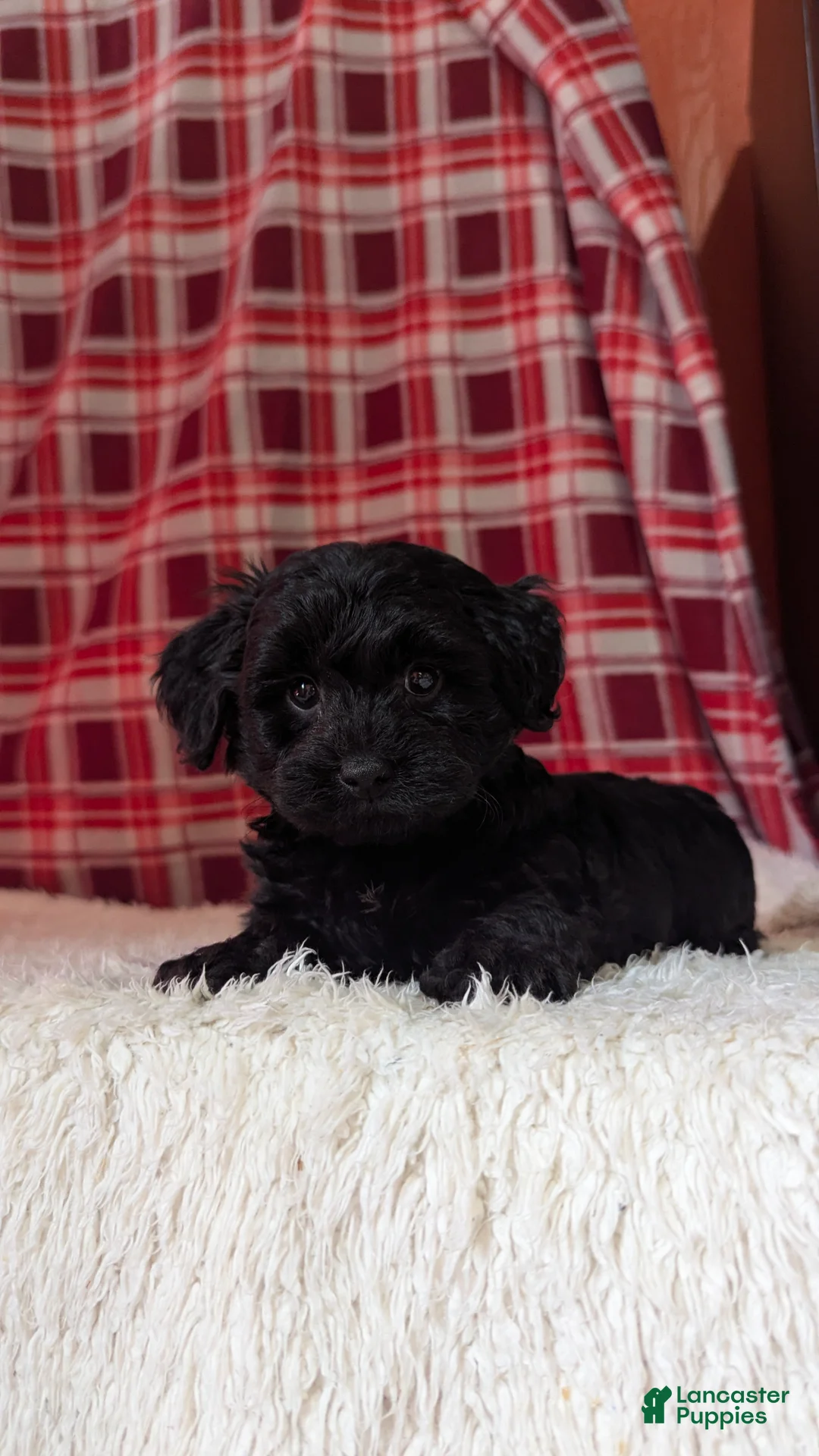 Yorkiepoo dogs for sale: Tyson  - Ad 3