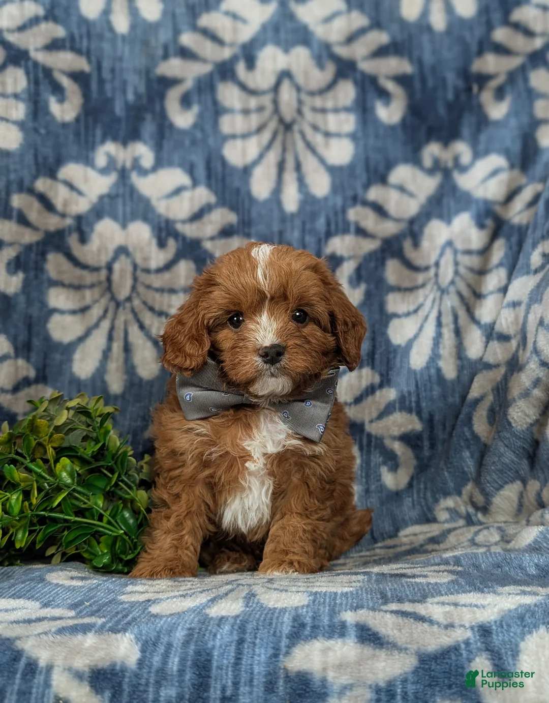 Cavapoo dogs for sale: Emerson - Ad 2