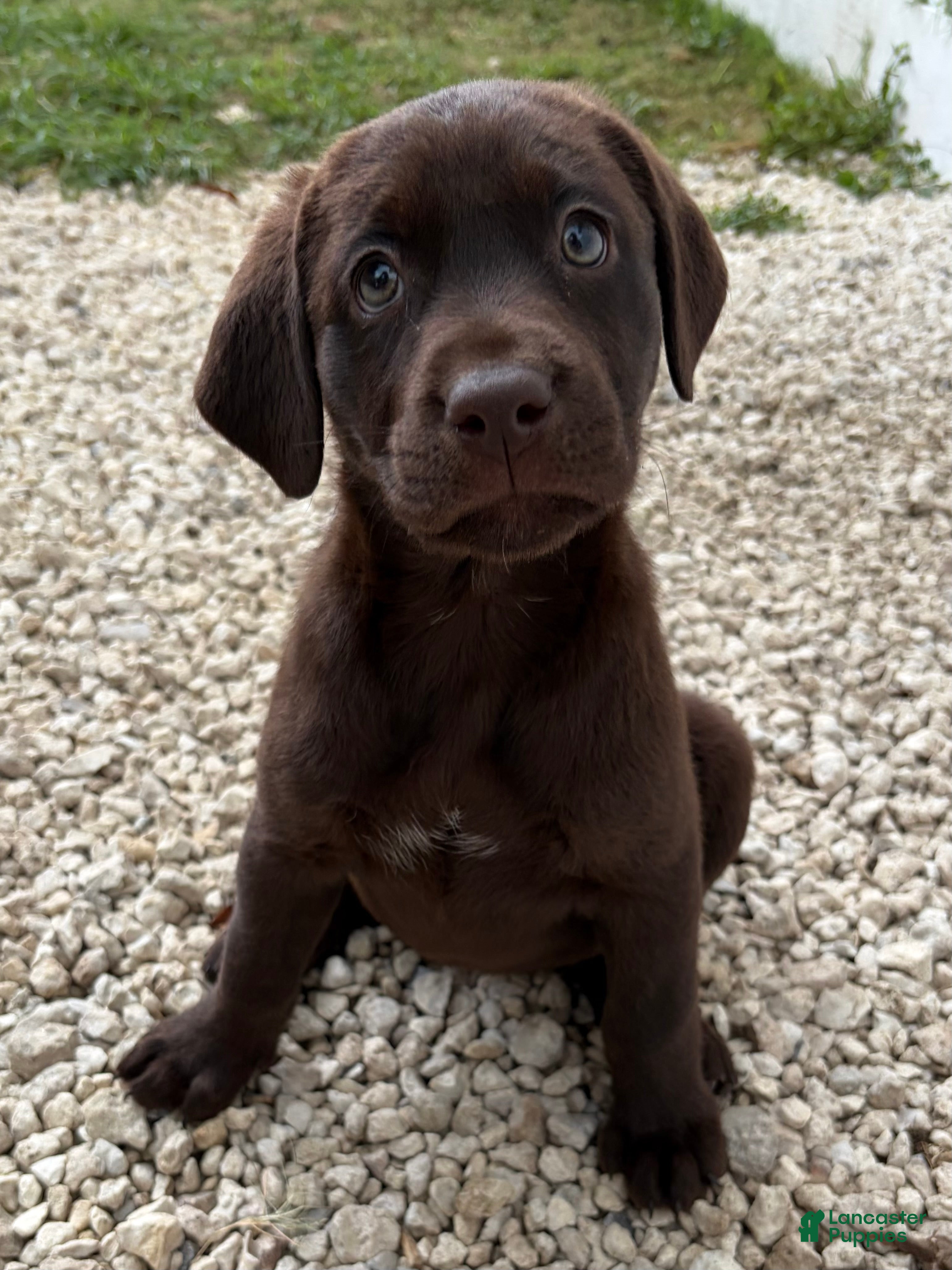 Labrador Retriever dogs Labrador Retriever Puppy 4 - Ad 1