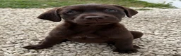 Labrador Retriever dogs for sale: Labrador Retriever Puppy 4 - Ad 1