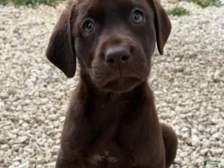 Labrador Retriever dogs for sale: Labrador Retriever Puppy 4 - Ad 2