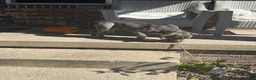 American Bully dogs for sale: American Bully 1 - Ad 3