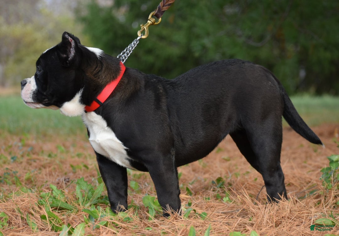 Mixed Breed dogs for sale: Prettia bully bulldog hybrid  - Ad 10