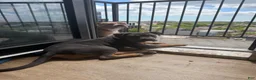 American Bully dogs for sale: American Bully 9 - Ad 3