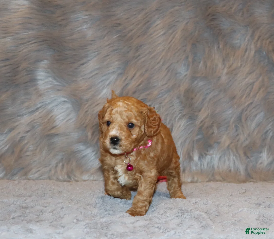 Mini Goldendoodle dogs for sale: Wanda🌷 Genetic Clear Parents - Ad 5