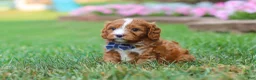 Cavapoo dogs for sale: Ace - Ad 5