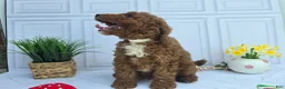 Mini Goldendoodle dogs for sale: Mini Goldendoodle 1 - Ad 2