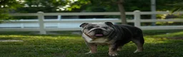 English Bulldog dogs for sale: Tesla - Ad 4