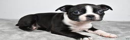 Boston Terrier dogs for sale: Molly - Ad 5