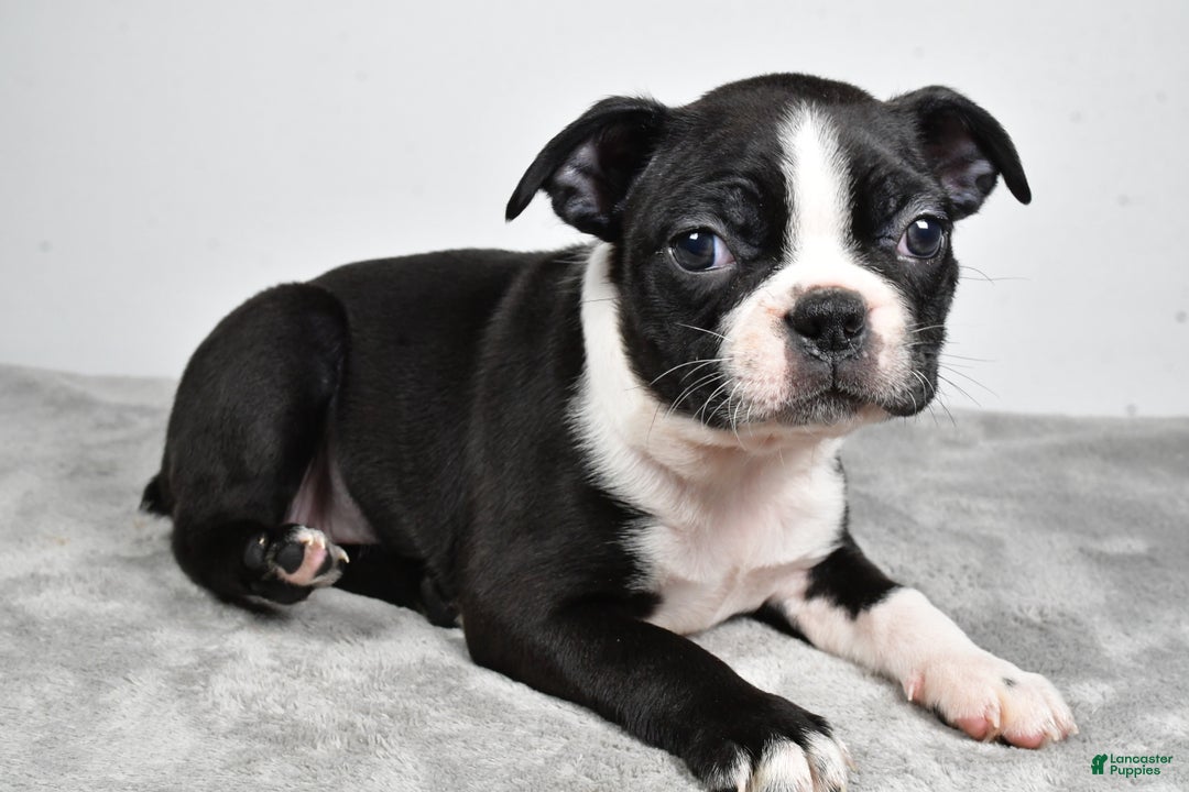 Boston Terrier dogs for sale: Molly - Ad 5