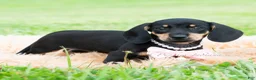 Miniature Dachshund dogs for sale: Bianca - Ad 4