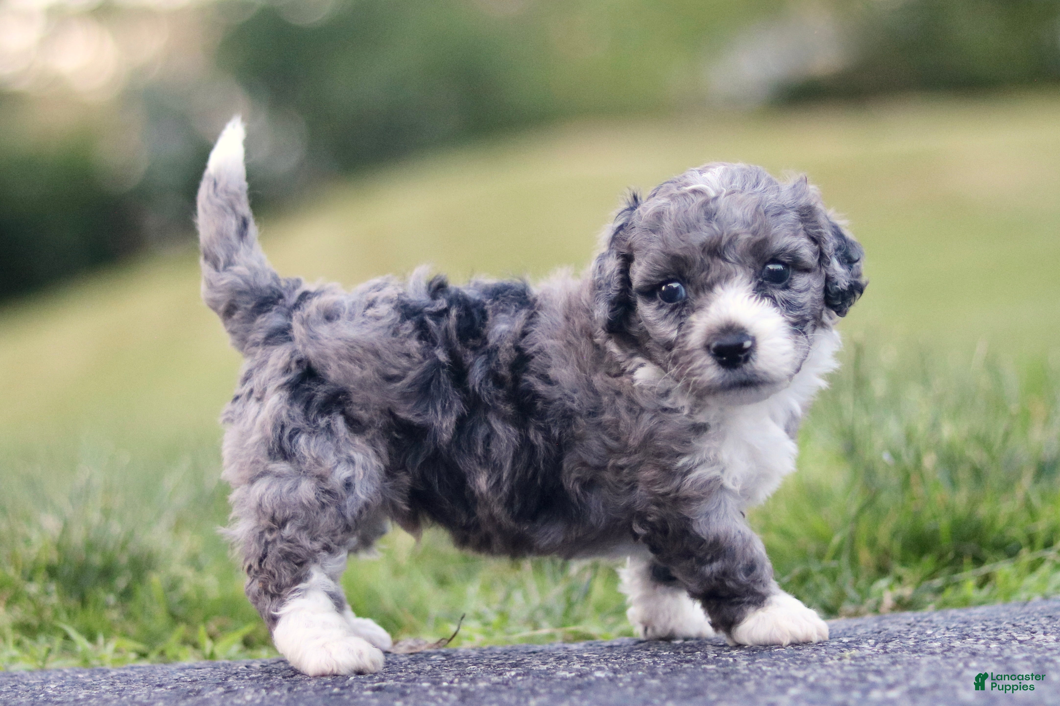 Mini Bernedoodle dogs for sale: Greg - Ad 2