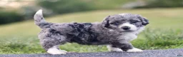 Mini Bernedoodle dogs for sale: Greg - Ad 1