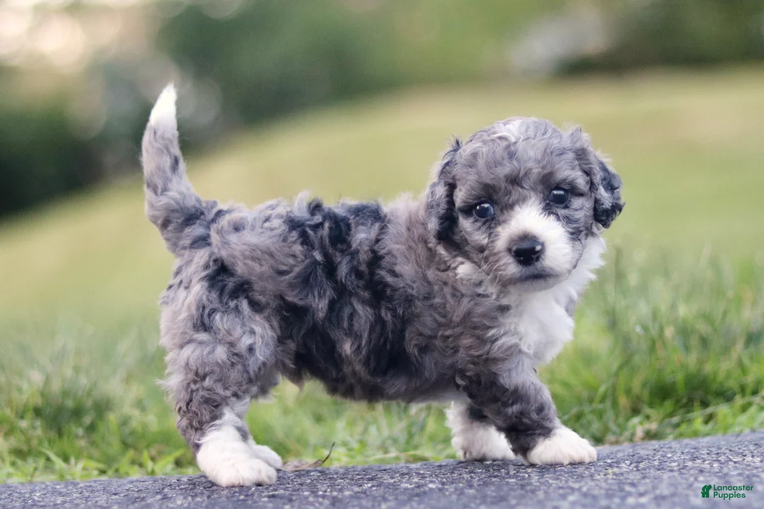 Mini Bernedoodle dogs for sale: Greg - Ad 1