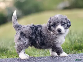 Mini Bernedoodle dogs for sale: Greg - Ad 2