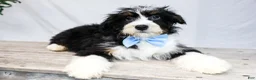 Bernedoodle dogs for sale: ROCKY - Ad 3