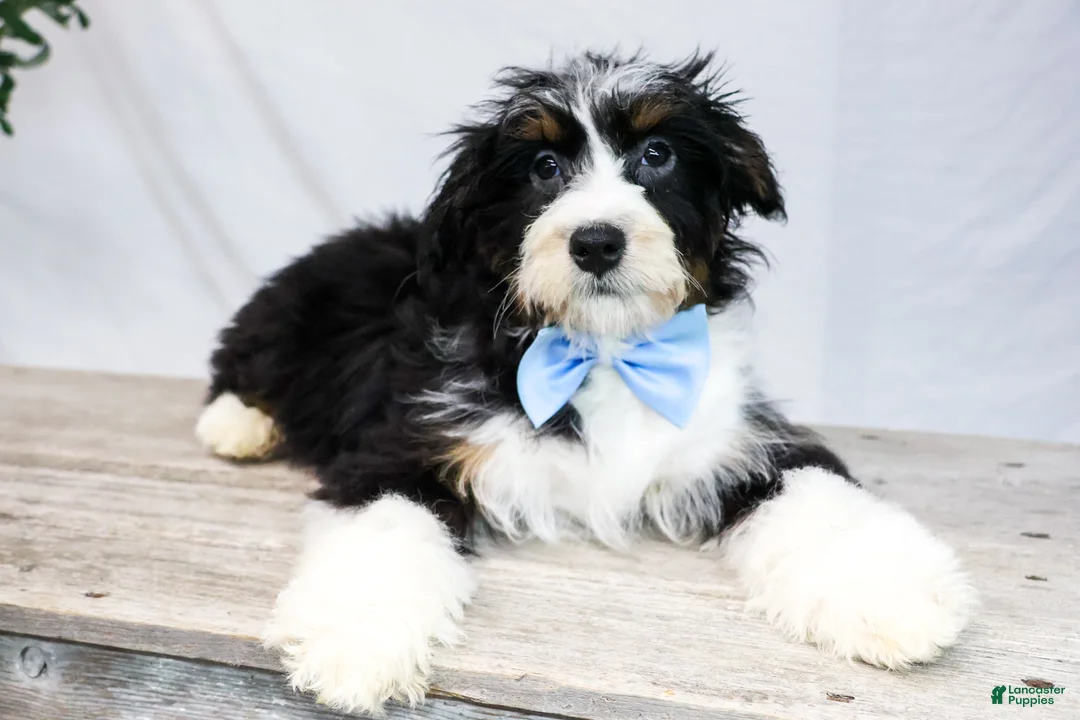 Bernedoodle dogs for sale: ROCKY - Ad 3