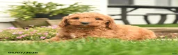 Goldendoodle dogs for sale: Risto - Ad 5