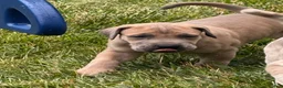 Great Dane dogs for sale: Great Dane 3 - Ad 2