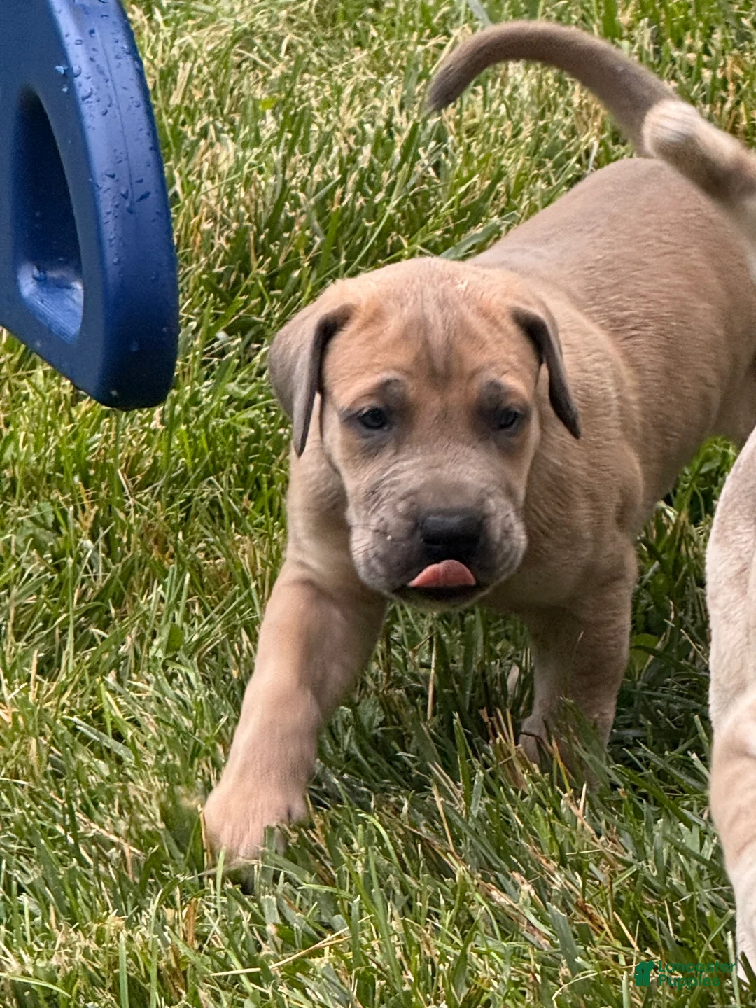 Great Dane dogs for sale: Great Dane 3 - Ad 2