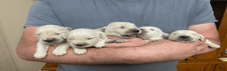 Golden Retriever dogs for sale: Golden Retriever Puppy 1 - Ad 2