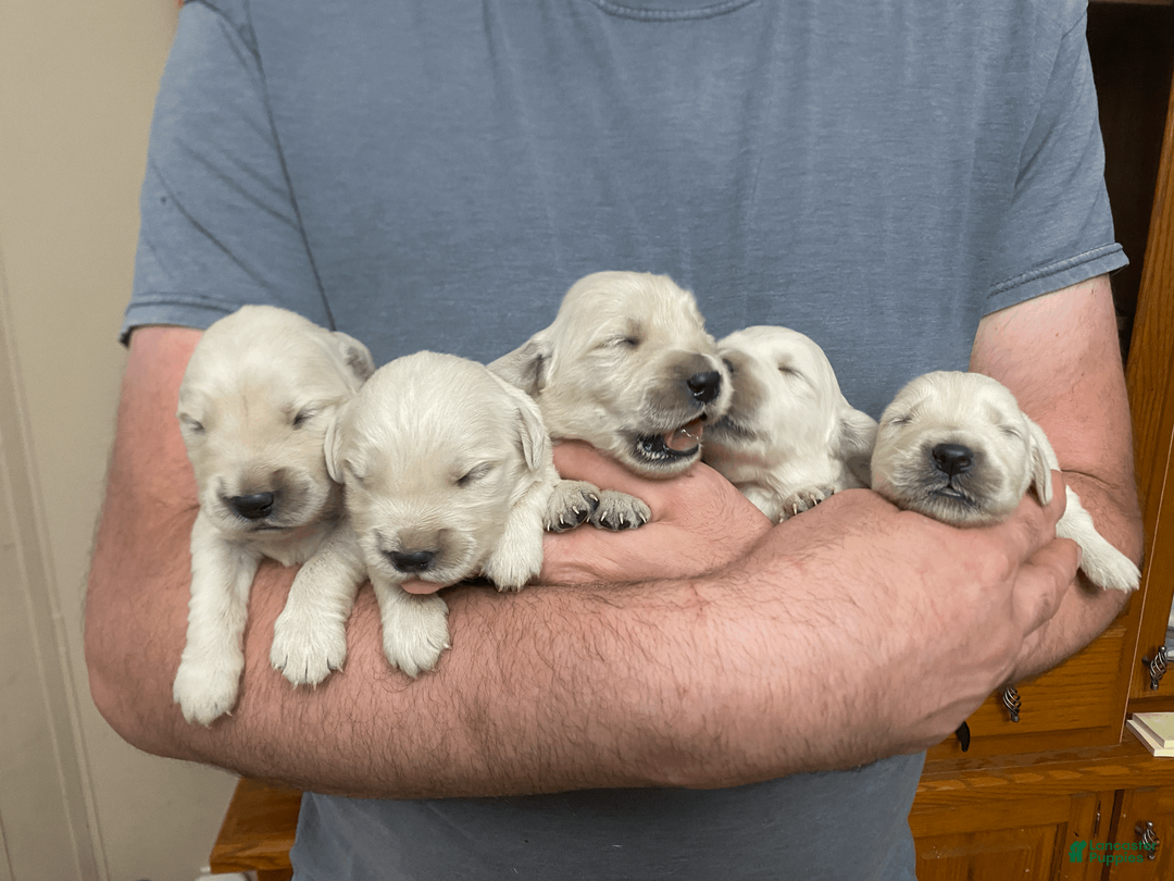 Golden Retriever dogs for sale: Golden Retriever Puppy 1 - Ad 2