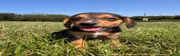 Beagle dogs for sale: Buck - Ad 7