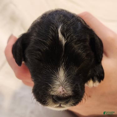 Mini Aussiedoodle dogs for sale: Trixie_Female Tri-Color Possible Phantom - Ad 8