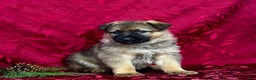 German Shepherd dogs for sale: Rawlins - Ad 7