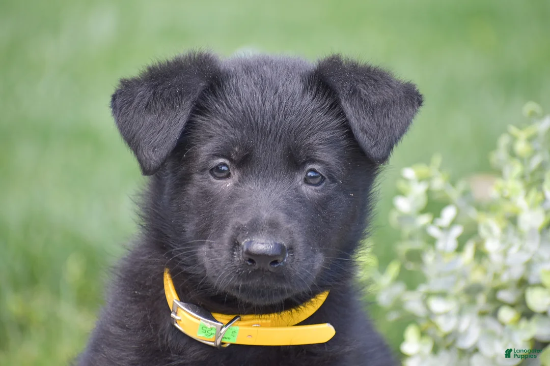 German Shepherd dogs for sale: Holly - Ad 2