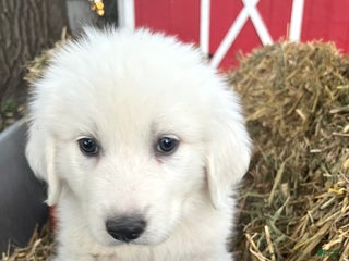 Great Pyrenees dogs Zeus - Great Pyrenees - Ad 34