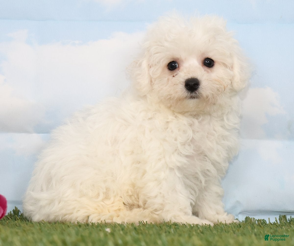 Bichon Frise dogs Charlotte - Ad 1