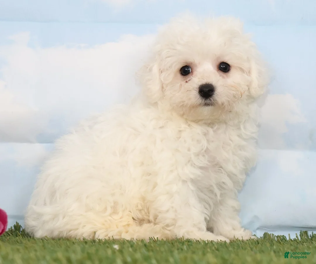 Bichon Frise dogs for sale: Charlotte - Ad 1