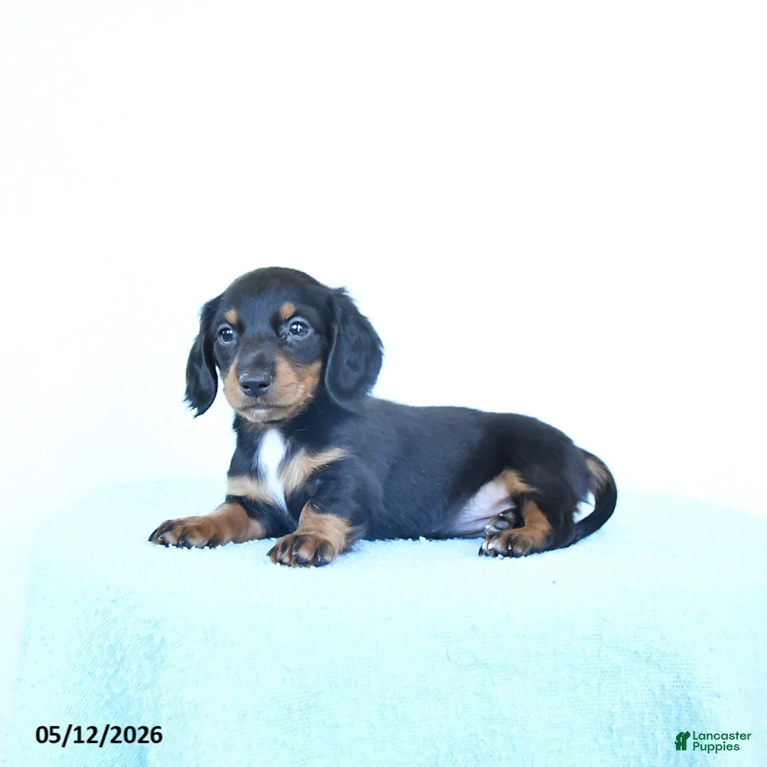 Miniature Dachshund dogs for sale: Sadie - Ad 2