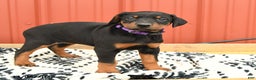 Doberman Pinscher dogs for sale: Harper - Ad 13