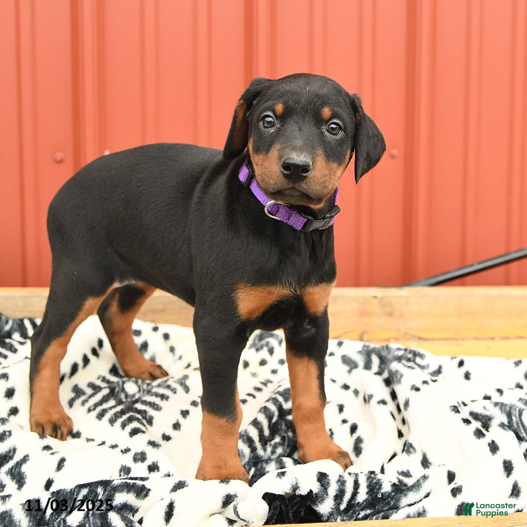 Doberman Pinscher dogs for sale: Harper - Ad 13