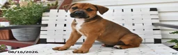 Mixed Breed dogs for sale: Charlotte - Ad 1