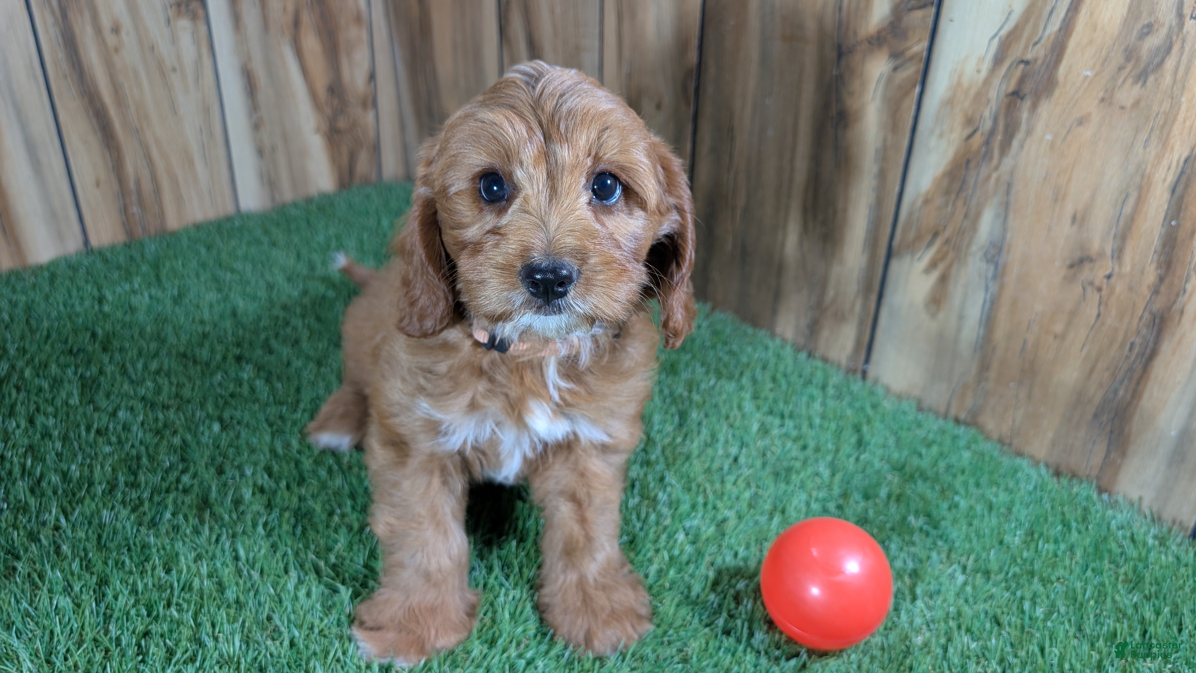 Cavapoo dogs Jazzy Boy 6 - Ad 1