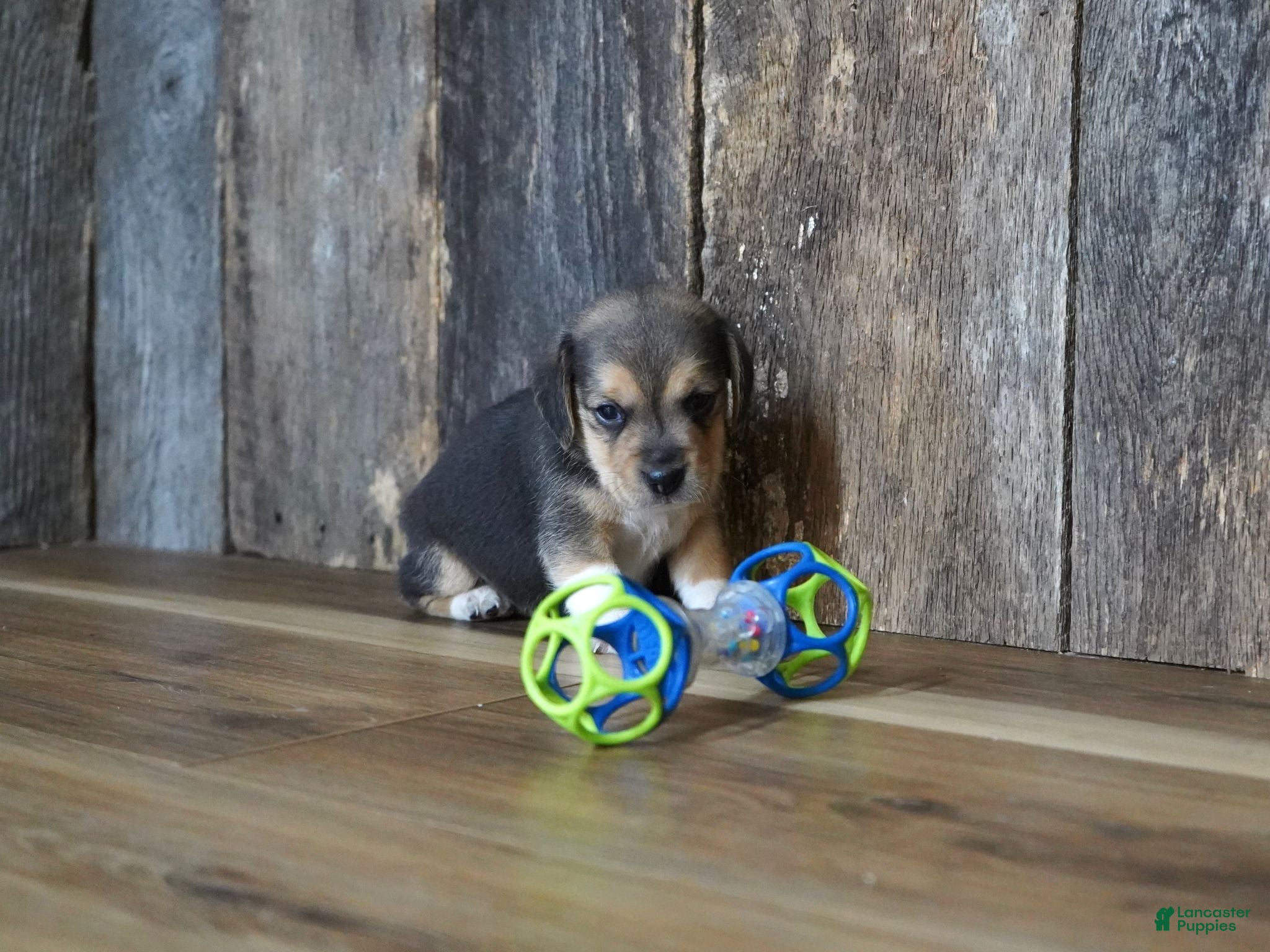 Beagle dogs Chase - Ad 40