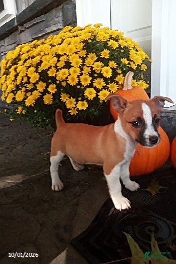 Jack Russell Terrier dogs Roscoe - Ad 1