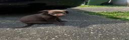 Labrador Retriever dogs for sale: Mocha - Ad 2
