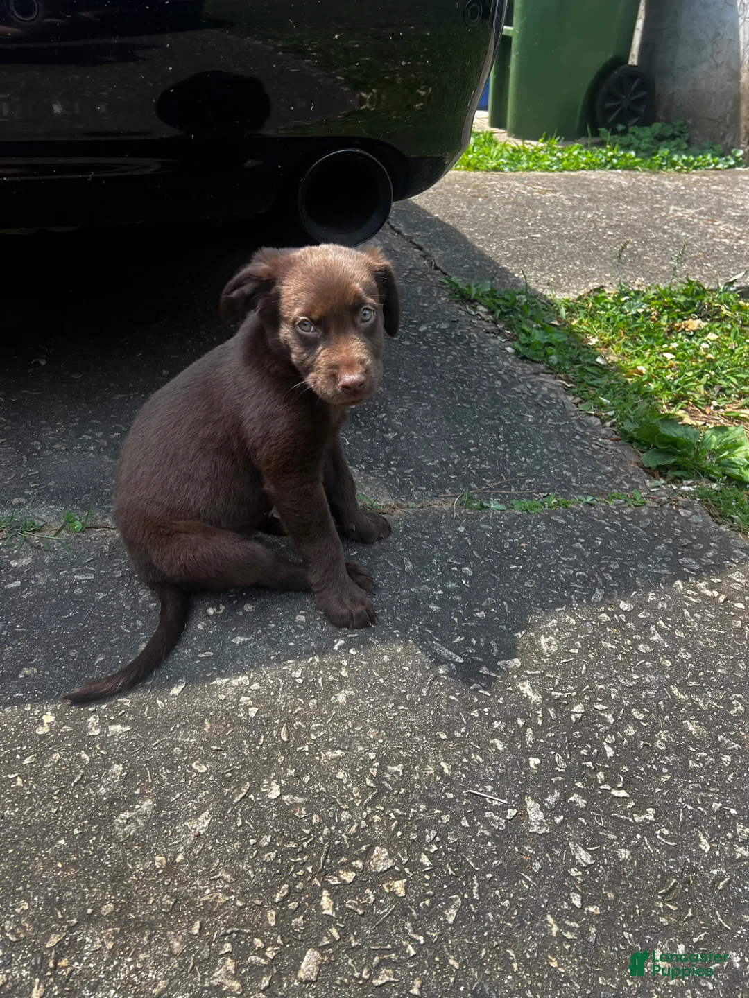 Labrador Retriever dogs for sale: Mocha - Ad 2