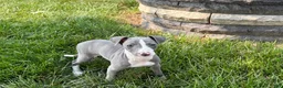 Italian Greyhound dogs for sale: Shane - Ad 2